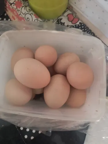Ovos Brahma light raça pura (DUZIA)