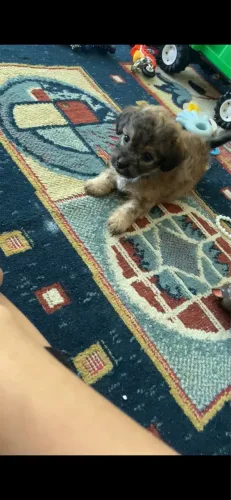 Filhote de poodle, 2 meses de vida.