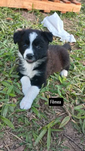 Filhotes de Border collie a Venda estão em Santa Branca oportunidade única !