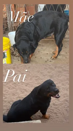 Cachorro rottweiler