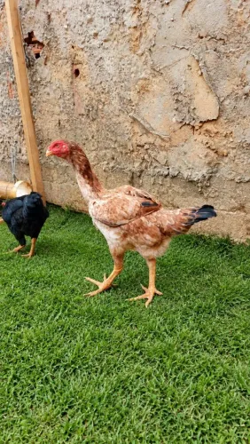 Galinhas índio gigante ovos galados e pintinhos