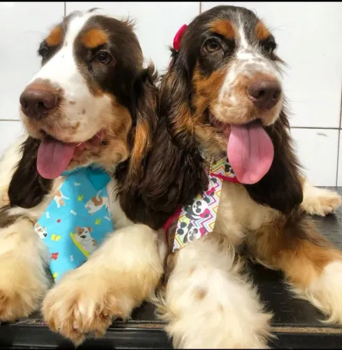 Filhotes de Cocker Spaniel Inglês 