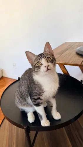 Gato macho castrado, 8 meses