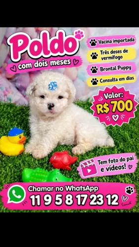 Pet