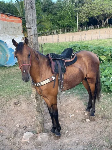 Cavalo