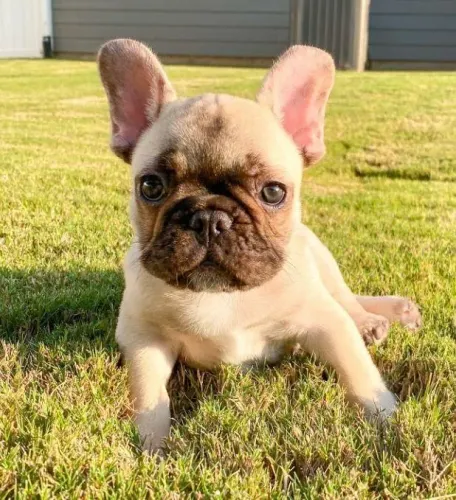 Bulldog frances pronto para nova familia