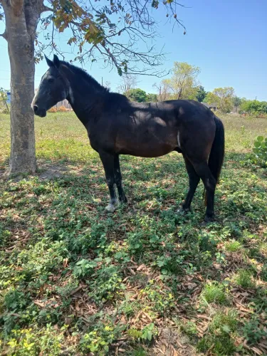 Cavalo pra venda