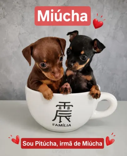 Vendo Pinscher fêmeas lindas exóticas 0 com 1
