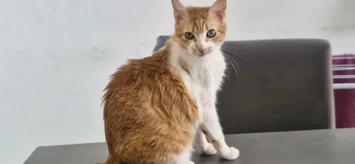 Gata para adoção 