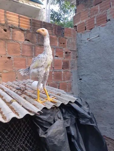 Venda de Galos Índio Gigante