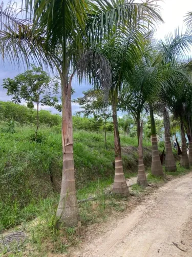 Palmeira Imperial - 3 a 5 Metros - A partir de R$ 1.000 (Canelinha)