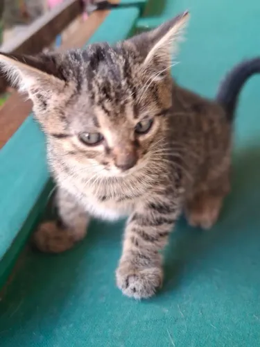 Doação um Gatinho