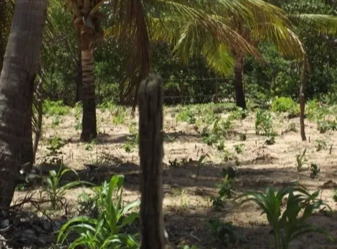 Vendo excelente terreno próximo a taiba.