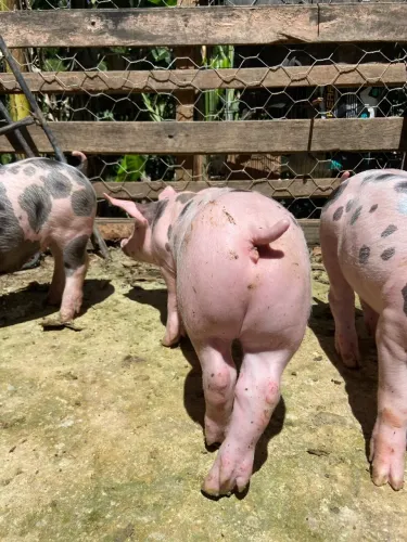  Porco/suino/ leitoes Pietrain 