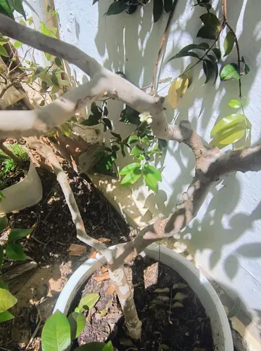 Jabuticaba