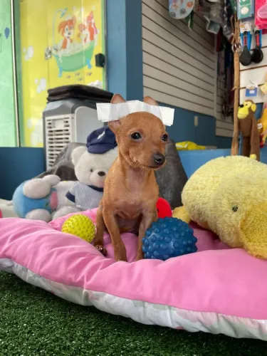 Filhote de pinscher miniatura machinho