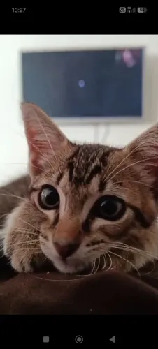 Gatinho para adoção