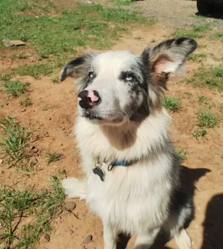 Border Collie Blue Merle 