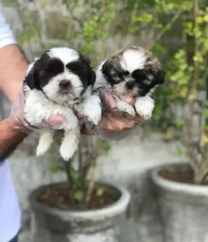 Shih Tzu Filhote O Novo Xodó Que Vai Encantar a Casa