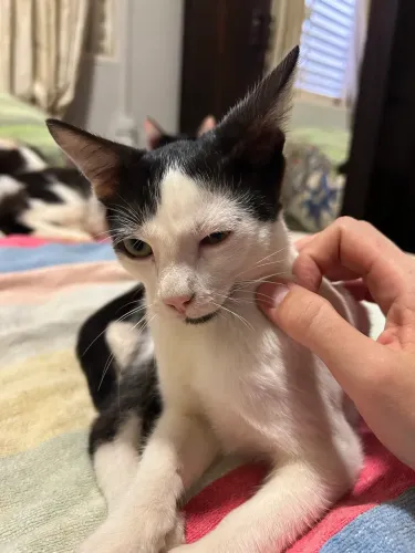 Gatinho para doação