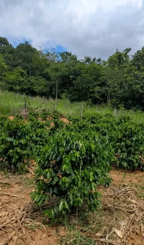 Chácara 400 pés de café 4 mil metros