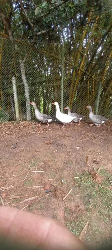 Gansos Toulose branco e pardo