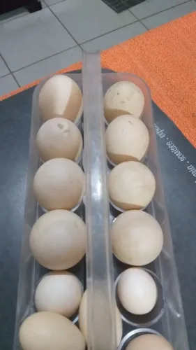 Ovos de patas
