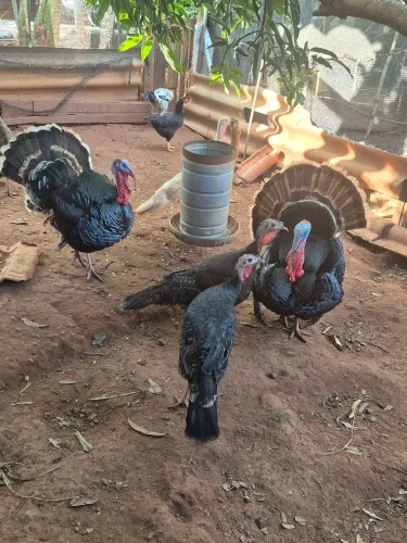 Venda de perus lindos e saudáveis