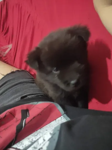 Chow Chow de Raça Pura - Preto