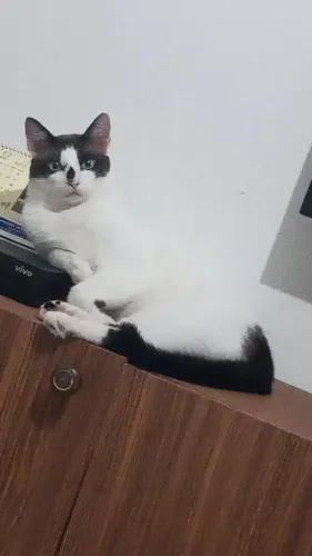 Doação de Gato