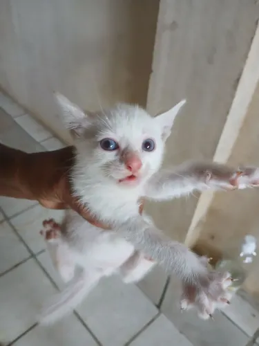 Adoção responsável gato