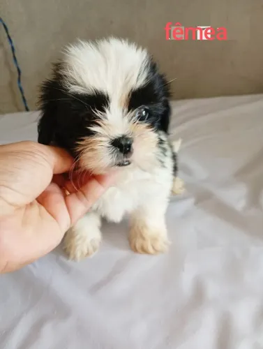 Lhasa apso