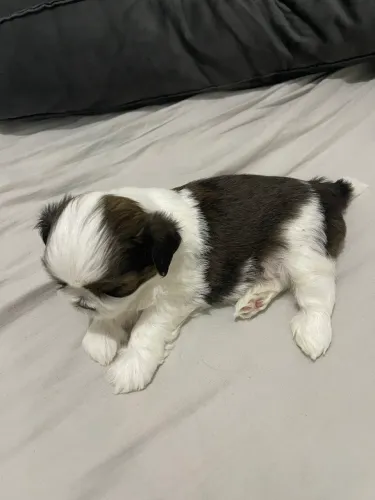 Shih Tzu