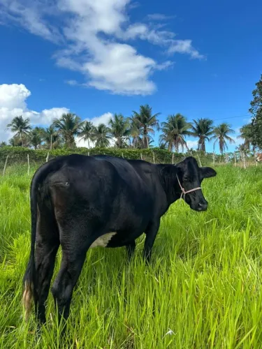Venda de Vaca Leiteira 