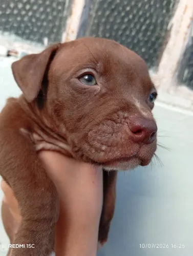 Filhotes de Pitbull 