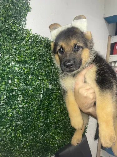 LINDOS FILHOTES PASTOR ALEMÃO 