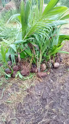 Vendo mudas de coco 4 $ a unidade