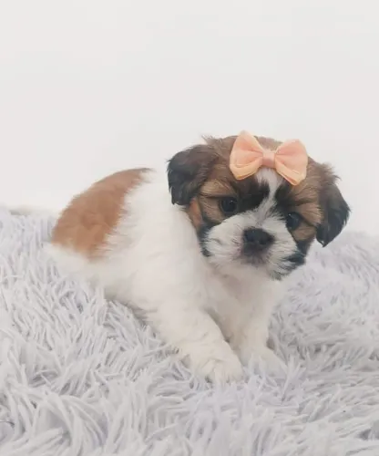 Leve para casa momentos inesquecível | Shih tzu 