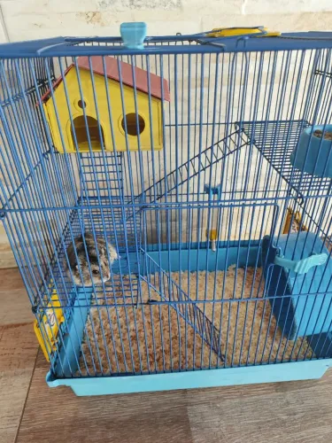Hamster com gaiola e acessorios