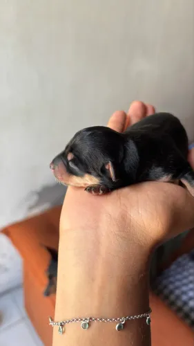Filhotes de Pinscher