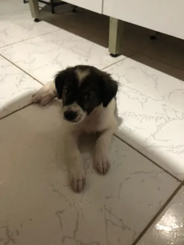 Cachorro para doação 