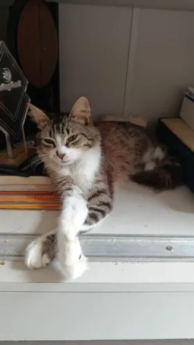 Gata fêmea para doação (já castrada)