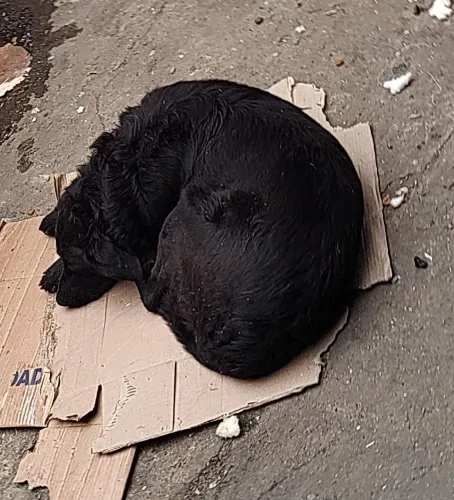 4 cães lar urgente