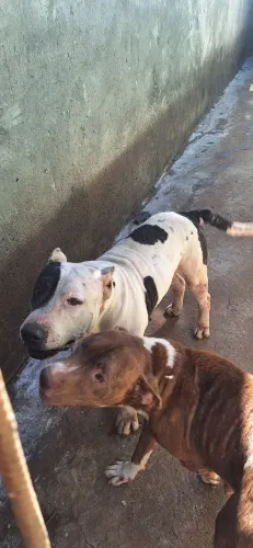 Filhote de Pitbull fêmea pura