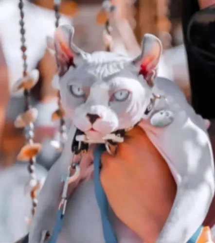 Sphynx Elf russo