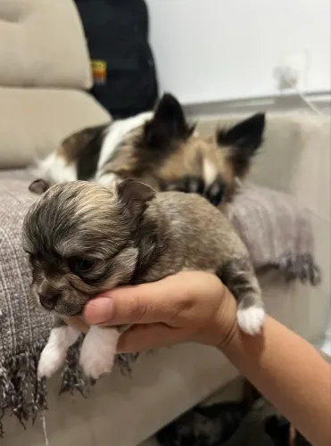 ? LINDOS FILHOTES CHIHUAHUA PELO LONGO ?