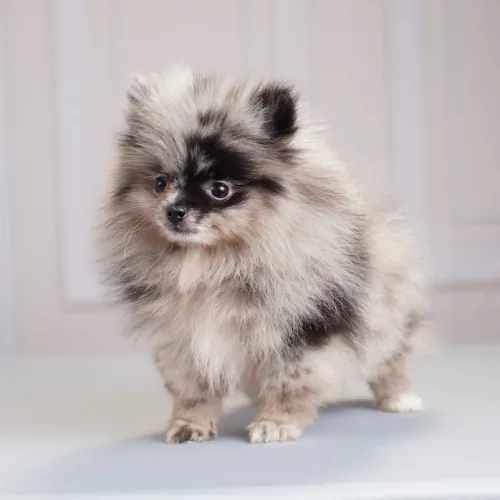Filhotes de Spitz Alemão Anão (Lulu da Pomerânia) - Padrão Ursinho