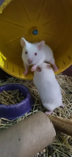 Hamster Sírio