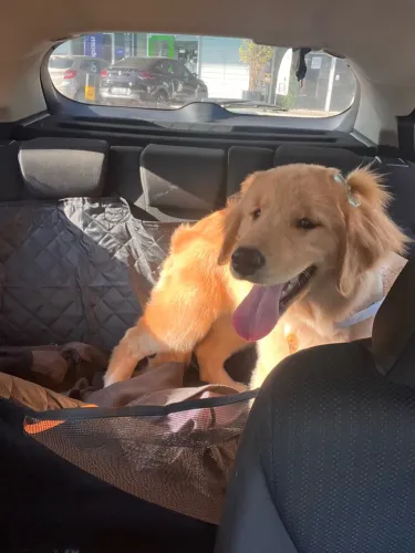 Golden Retrivier