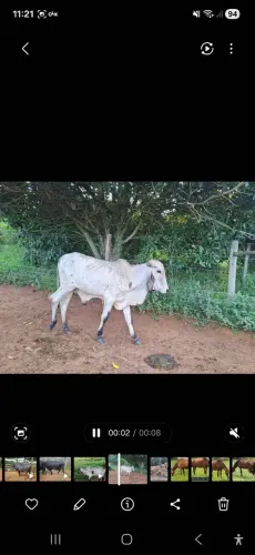 Tourinho Gir
